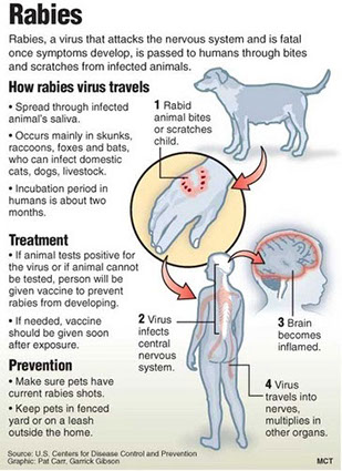Rabies Travel Vaccinations Across the Uk |TravelDoc™